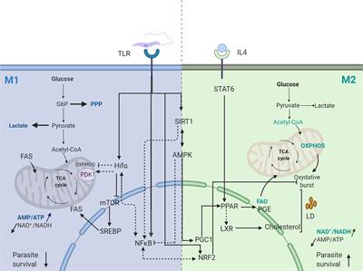 Transcription Factors Interplay Orchestrates the Immune-Metabolic Response of Leishmania Infected Macrophages